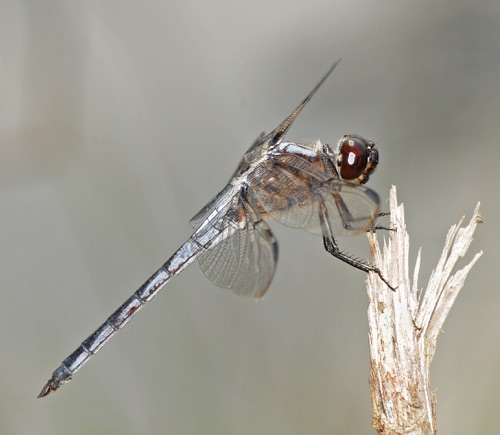 Male
2009_08_01_Floyd